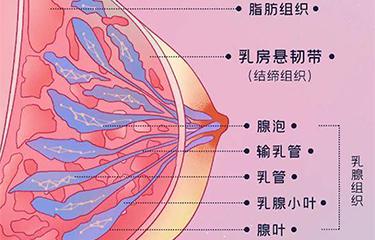 懸韌帶修復(fù)儀如何修復(fù)胸部懸韌帶？搭配按摩手法效果更好？